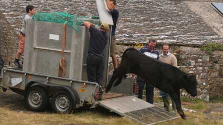 cow1.jpg