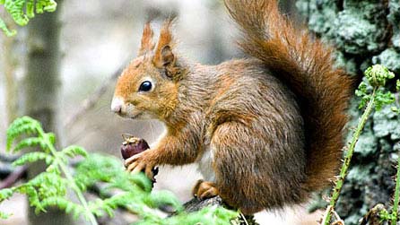 red_squirrel_alan_burfitt_4.jpg
