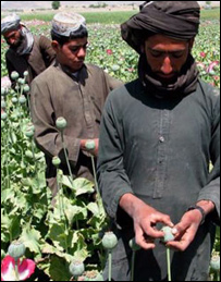 کوکنار
