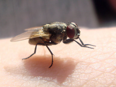 Fly