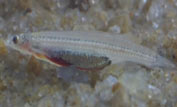 'Vampire' fish