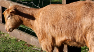 goat-303.jpg
