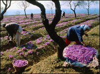 زعفران