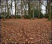 Autumn leaves