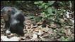 Chimpanzé 'pescando'