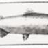 The largest salmon caught in England on a fly, on the River Eden in 1888
