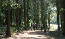 The National Forest