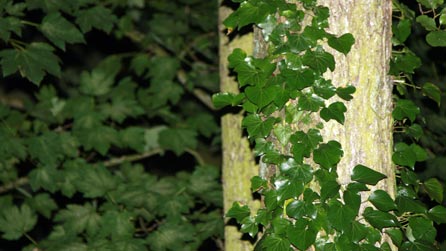 Ivy