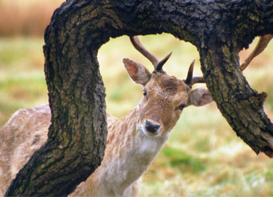 deerinrichmondpark.jpg