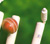 Offer criced