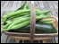 Runner Beans