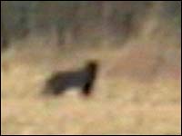 A Big Cat