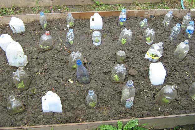Lettuce plants protected by plastic bottles