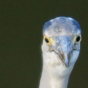 boggle eyed