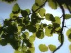 Aspen Leaves