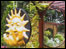 Phil's sensory garden