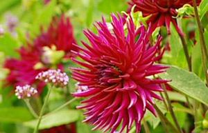 Dahlia 