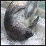 Foto: National Seal Sanctuary, Grã-Bretanha