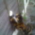 Suz's cat Kizzy in B'ham