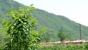 Some chinese scenery.