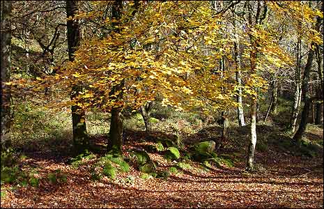 Holne Woods