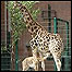 Inga, a girafa bebê, e sua mãe