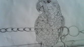 Parrot