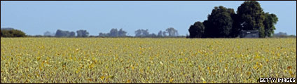 Campo de soya