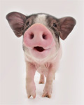 pig
