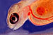 Salmon hatching