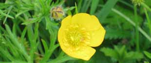 Buttercups