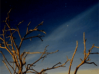 blo_leafless_tree203.gif