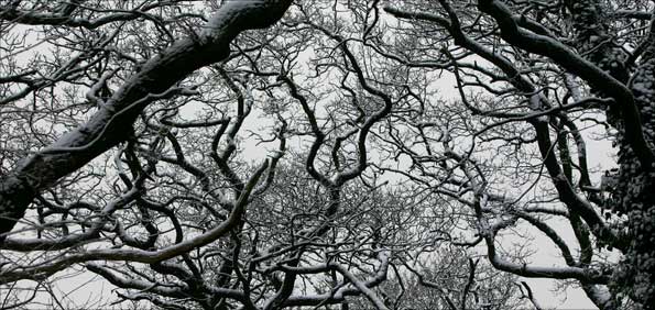 Woodland