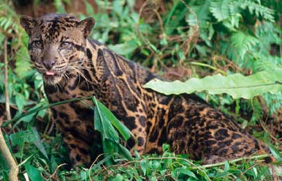 cloud-leopard.jpg