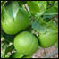 مالټه