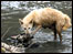 Dog scavenges for food in the sewerage of the Kabena river