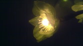 Light Blossom...
