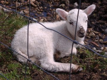 Lamsey a day old