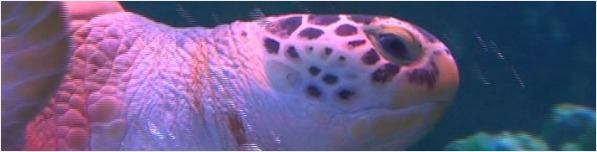 Sea-turtle