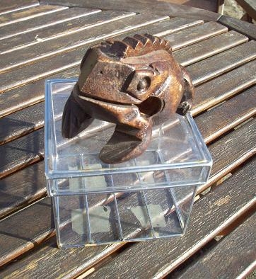 glassfrog1.jpg