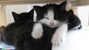 Cats looking bemused