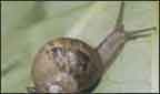 snails