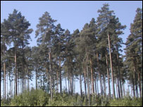 Trees