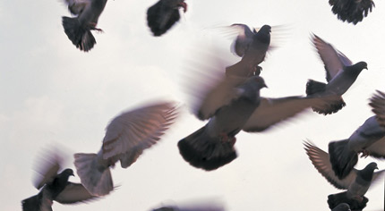 Pigeons