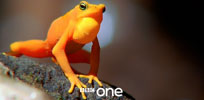 frog