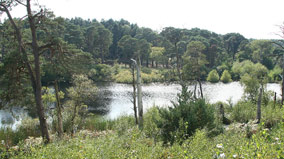 lake and woodlands