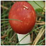 Fungi