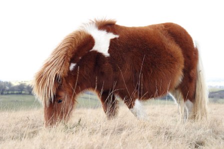 dartmoor pony