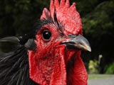 Black rooster