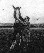 Horse